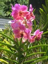 Hawaii orchids 8