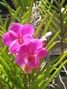 Hawaii orchids 5