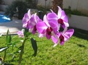 My Orchid 2