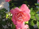 Rose 2