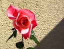 Rose 5