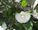White flower 2